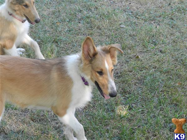 Collie Puppies